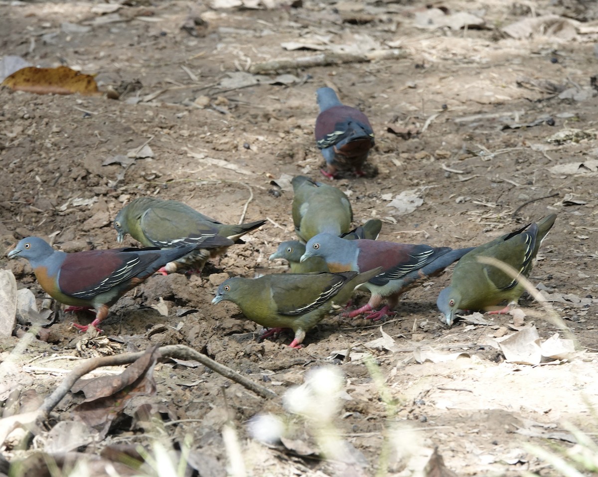 Little Green-Pigeon - ML640732876