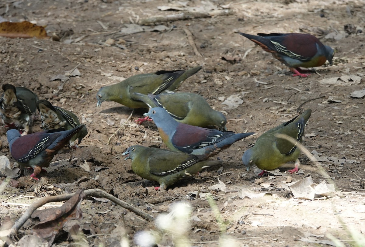 Little Green-Pigeon - ML640732877