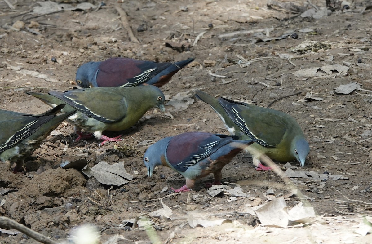 Little Green-Pigeon - ML640732878