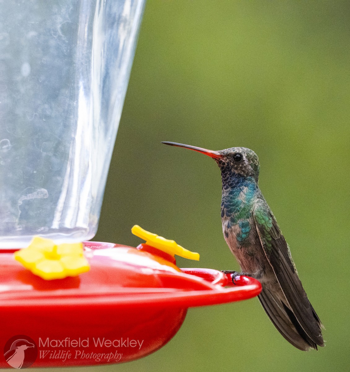 Broad-billed Hummingbird - ML640732887