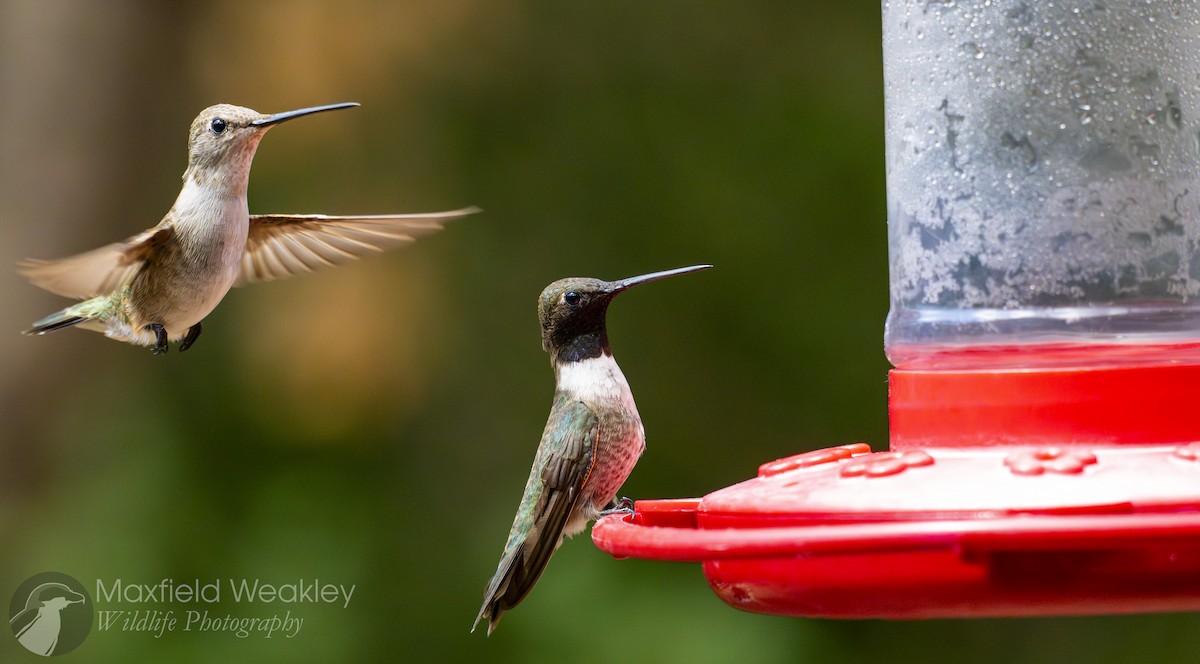 Black-chinned Hummingbird - ML640732895