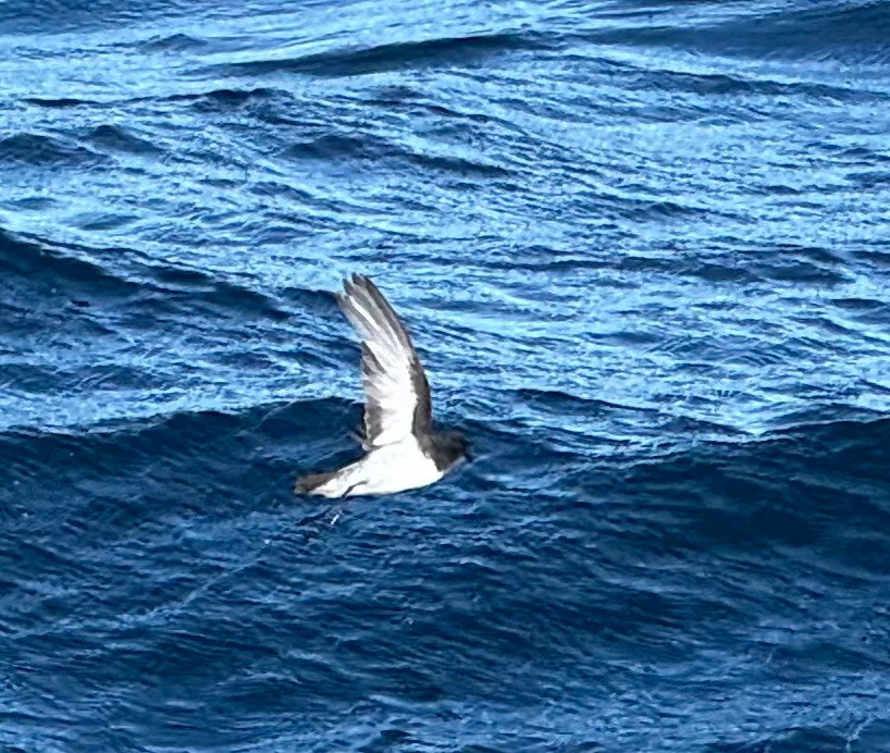 Gray-backed Storm-Petrel - ML640732903