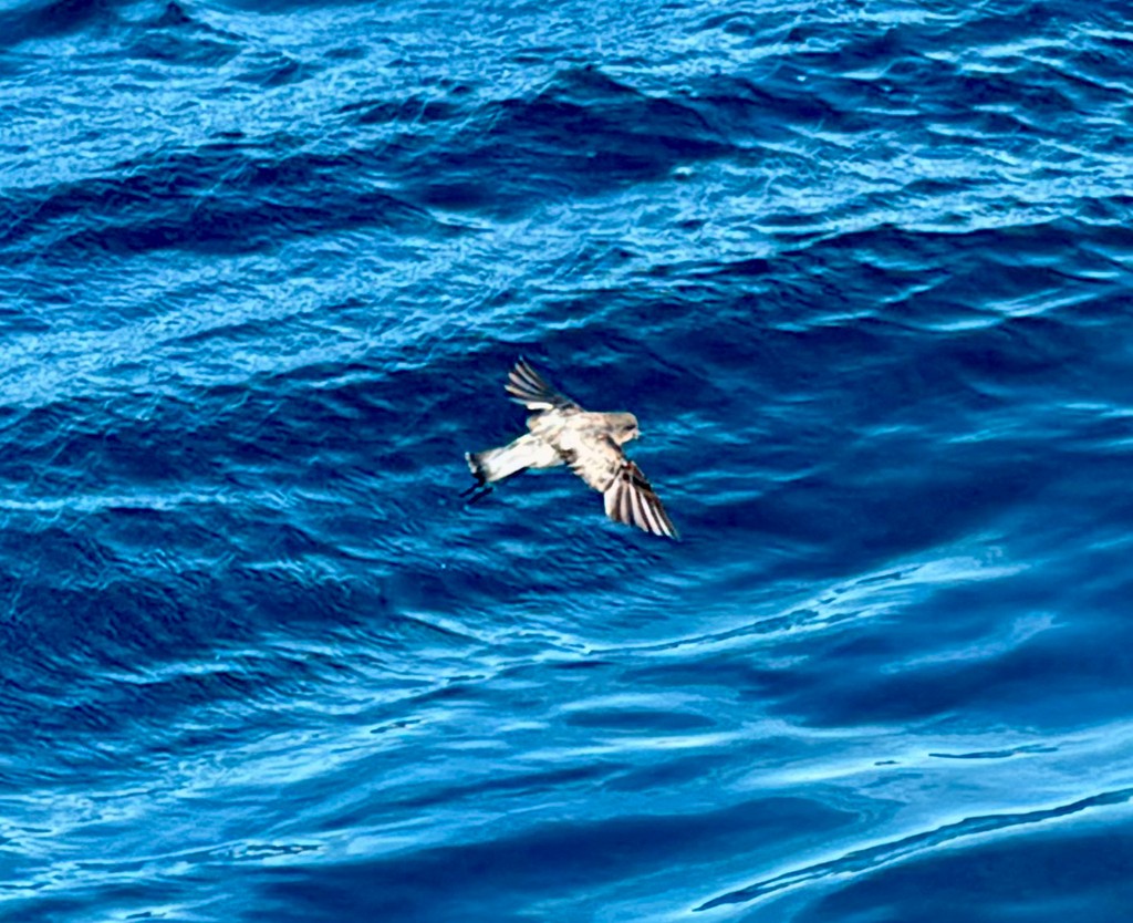 Gray-backed Storm-Petrel - ML640732904