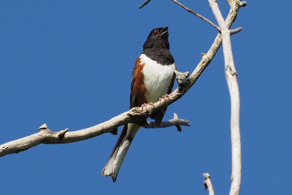 pipilo rudooký - ML64073291