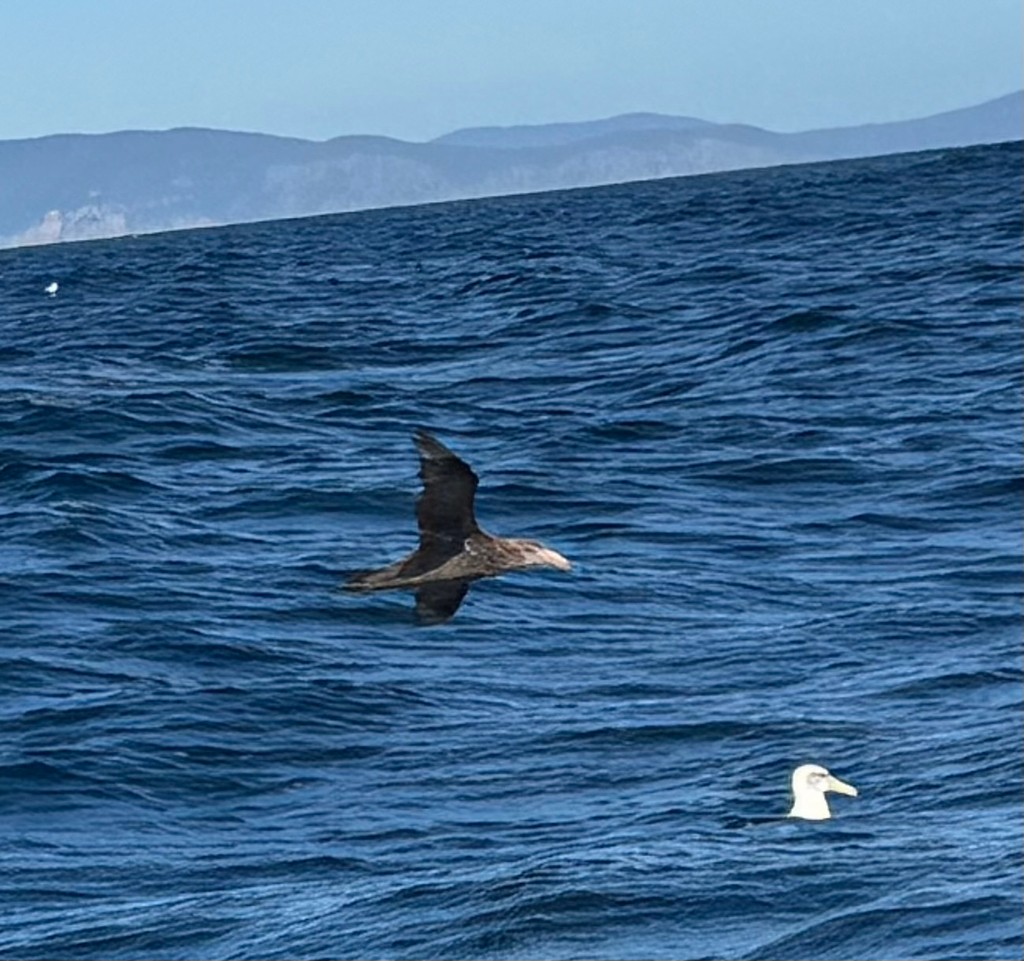 Northern Giant-Petrel - ML640732912