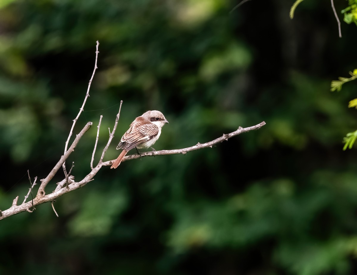 Bay-backed Shrike - ML640732915