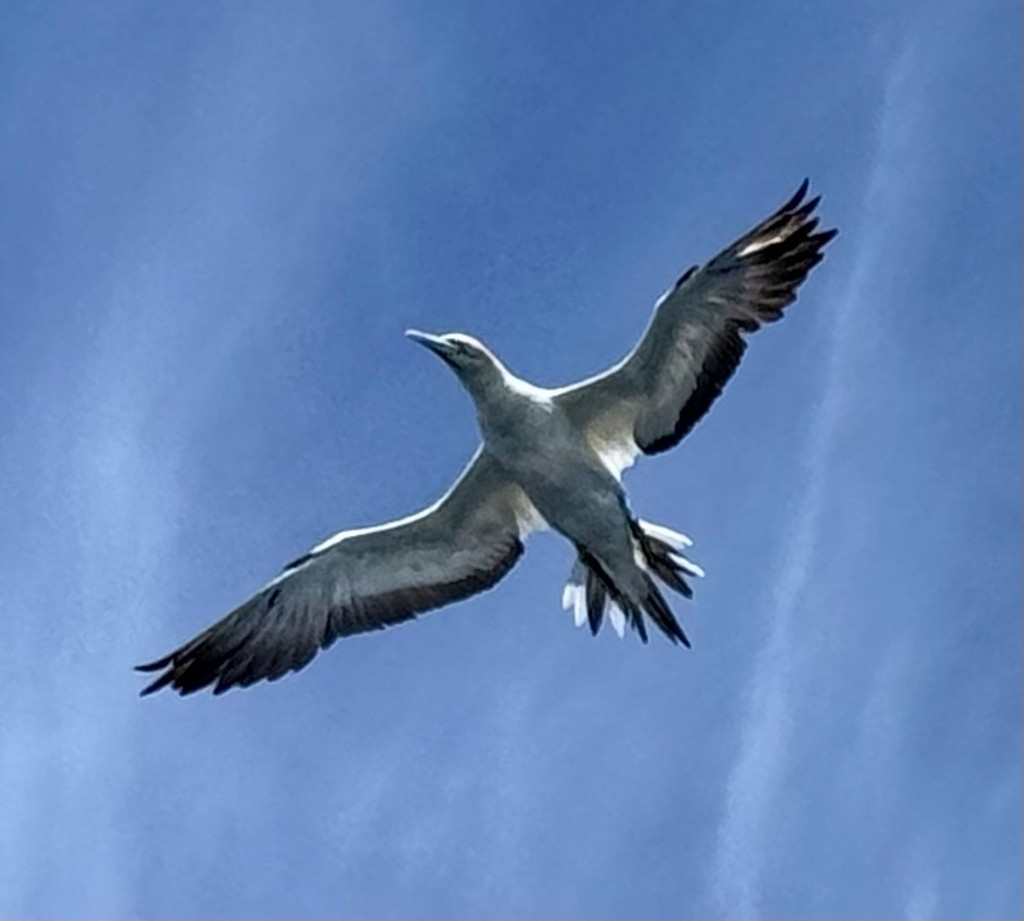 Australasian Gannet - ML640732920