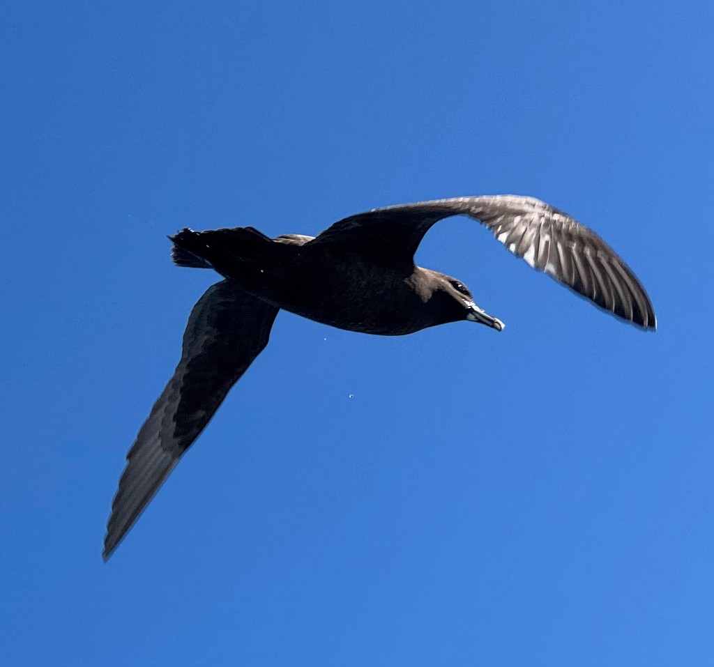 White-chinned Petrel - ML640732962