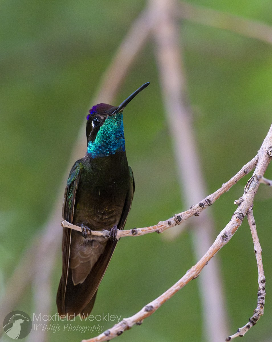 Rivoli's Hummingbird - ML640732979