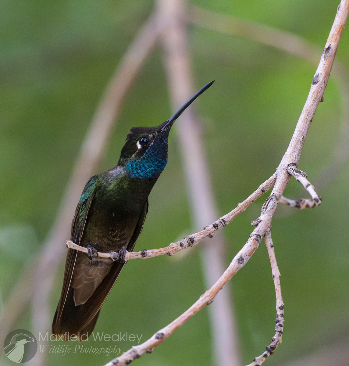 Rivoli's Hummingbird - ML640732982