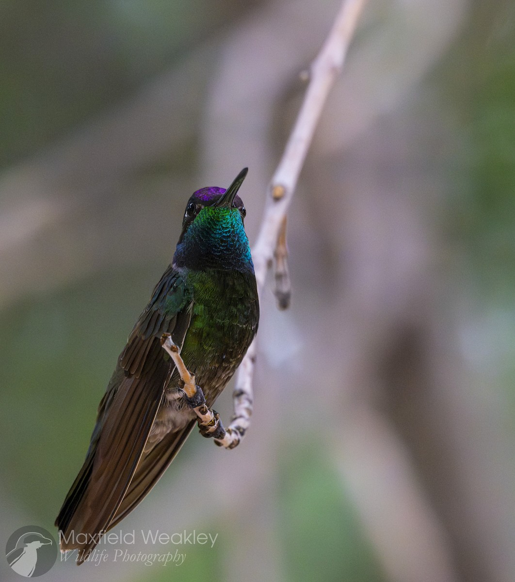Rivoli's Hummingbird - ML640732986
