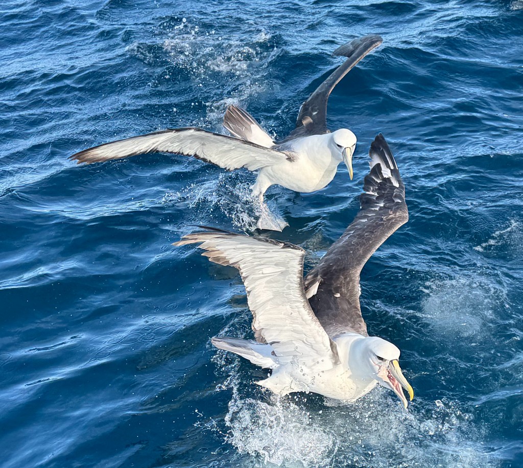 White-capped Albatross - ML640732987