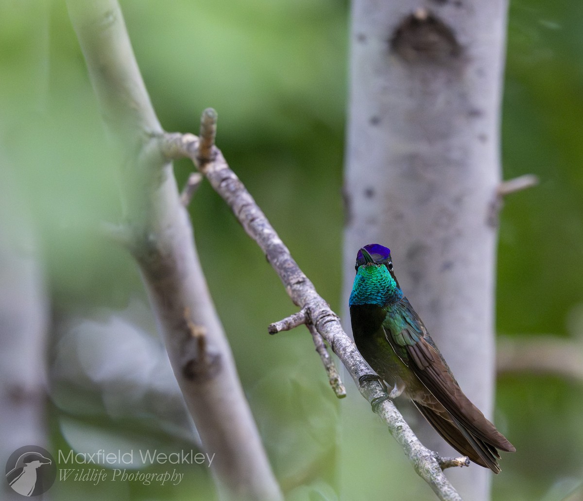 Rivoli's Hummingbird - ML640732989