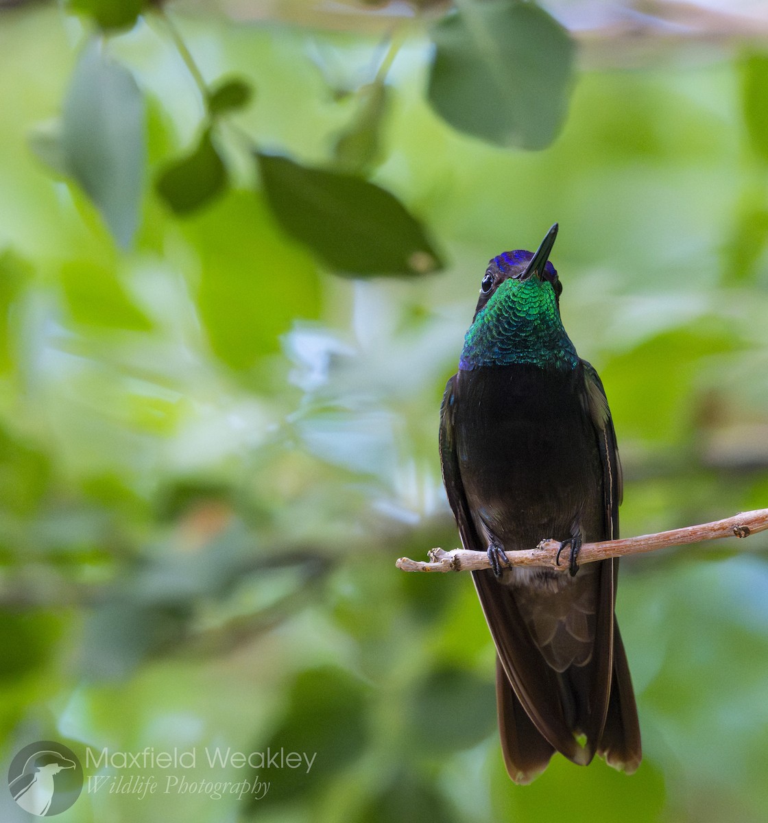 Rivoli's Hummingbird - ML640732991