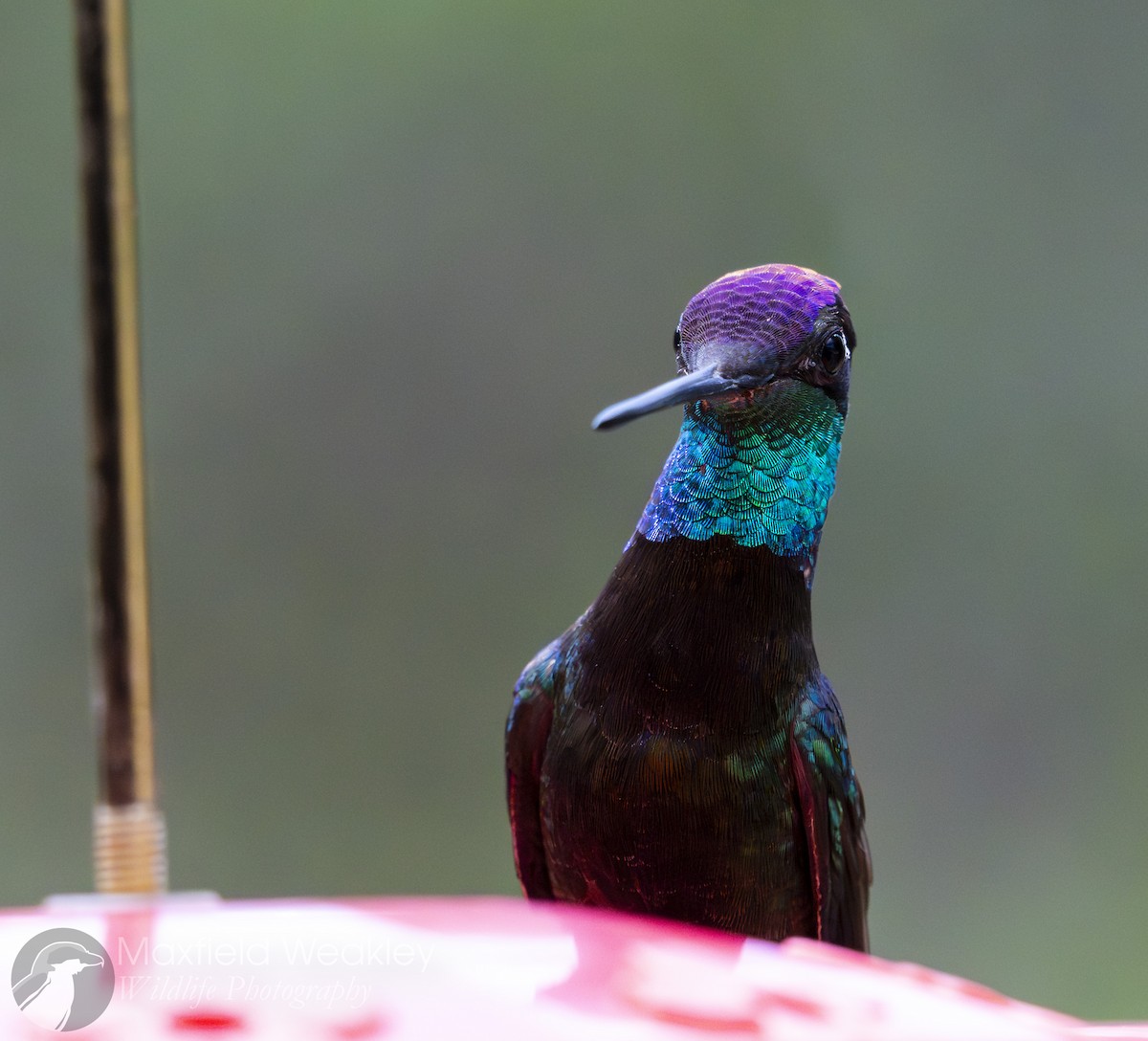 Rivoli's Hummingbird - ML640732993