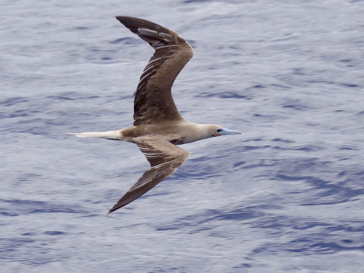Red-footed Booby - ML640733042