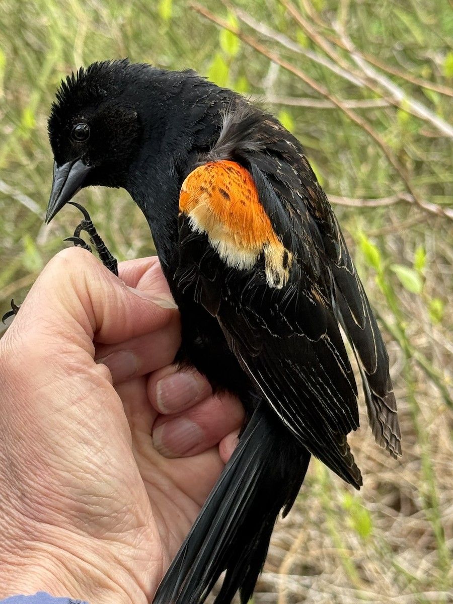 Red-winged Blackbird - ML640733075