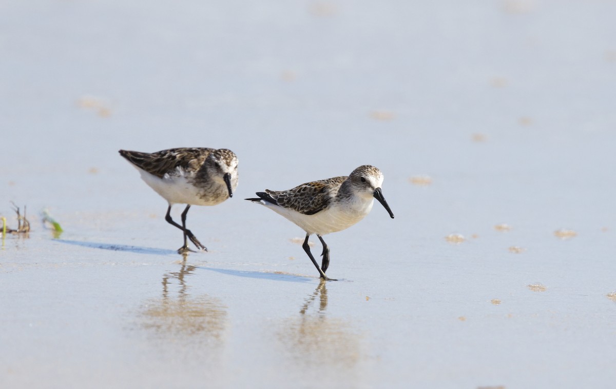 Semipalmated Sandpiper - ML640733076