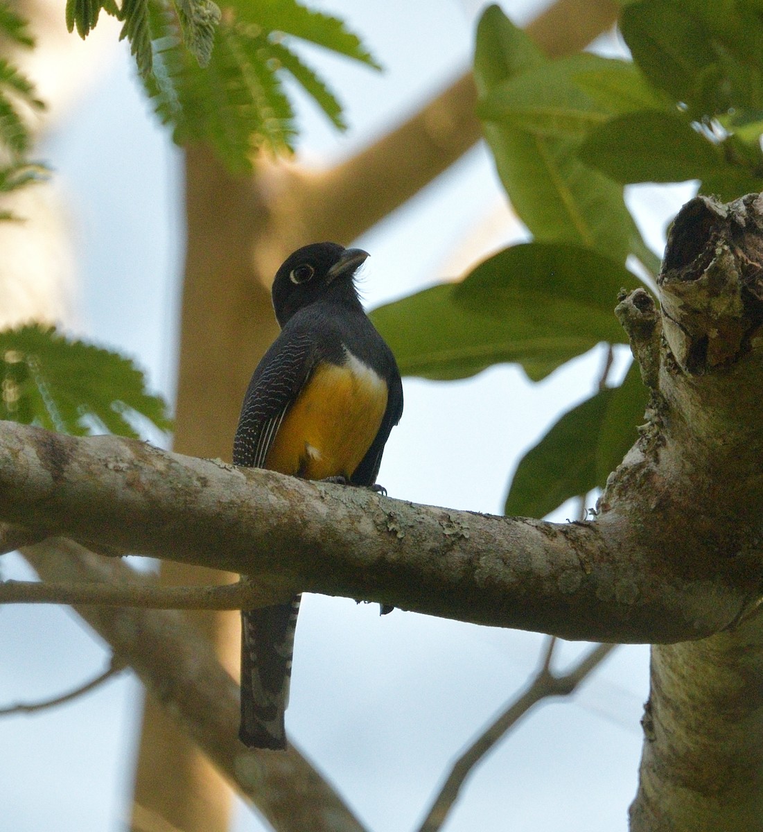 Gartered Trogon - ML640733077