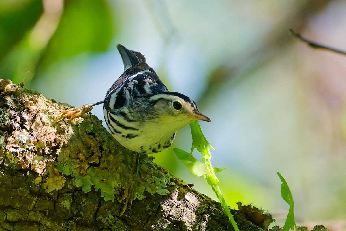 Black-and-white Warbler - ML640733078