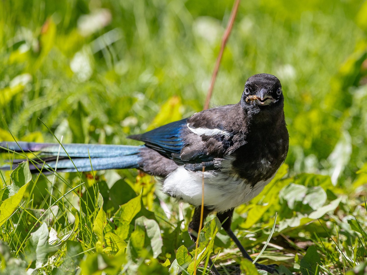 Black-billed Magpie - ML640733081