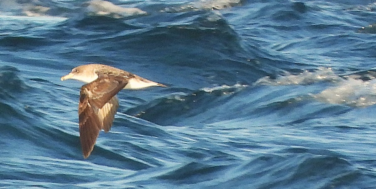 Cory's Shearwater - ML640733082