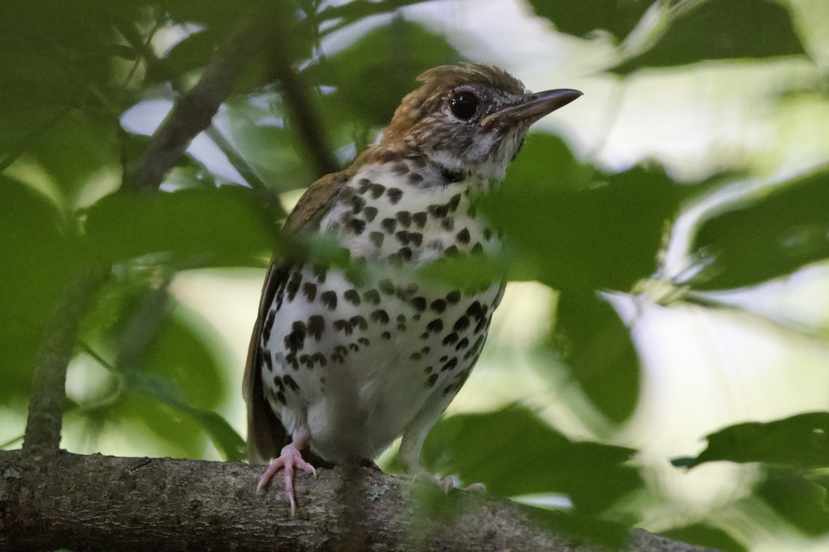 Wood Thrush - ML640733084