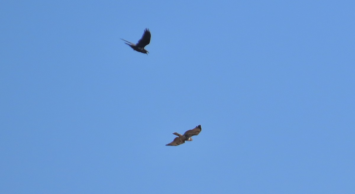 Red-tailed Hawk - ML640733087
