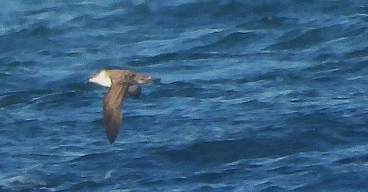 Great Shearwater - ML640733090