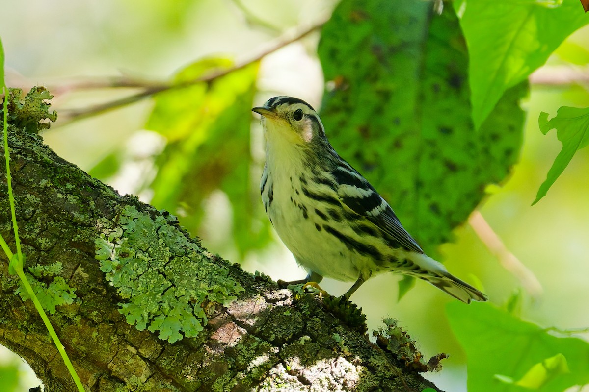 Black-and-white Warbler - ML640733092