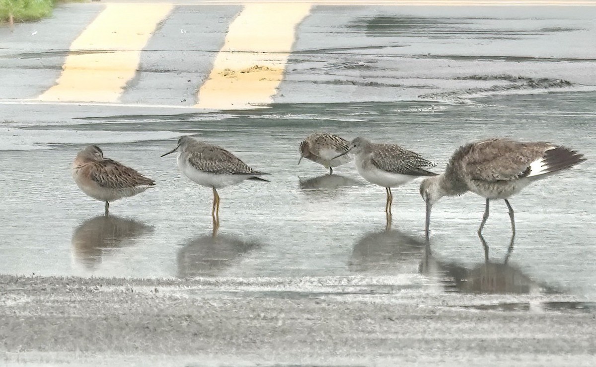 Lesser Yellowlegs - ML640733094