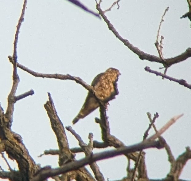 Merlin - ML640733095