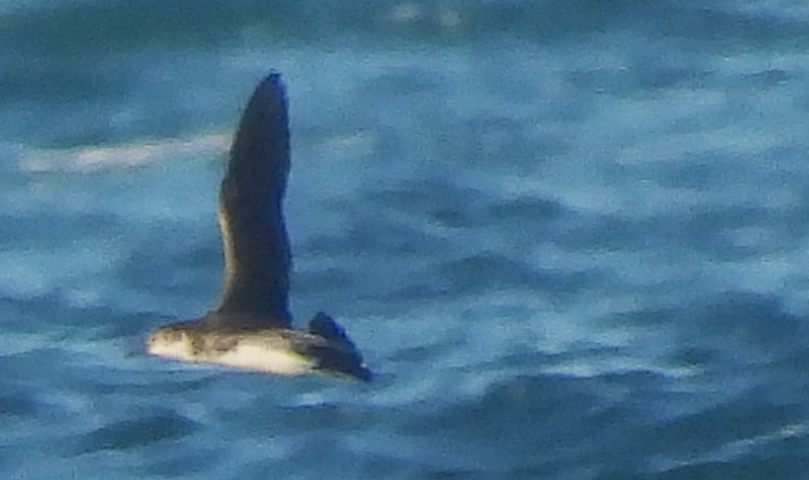 Manx Shearwater - ML640733097