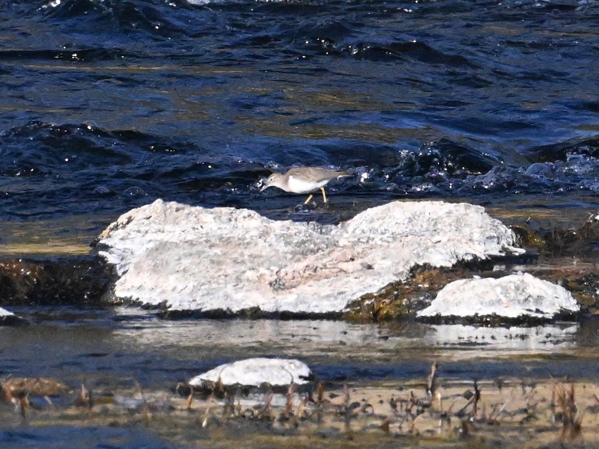 Spotted Sandpiper - ML640733098