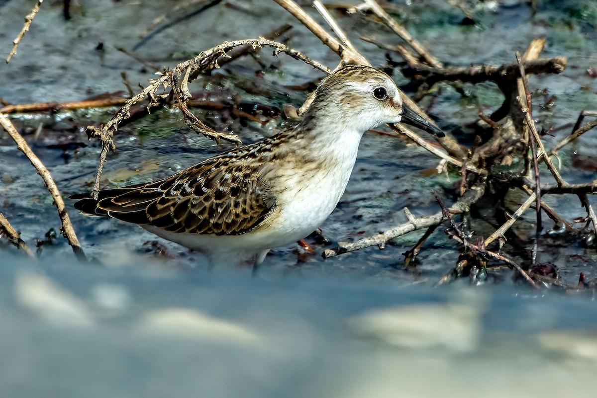 Least Sandpiper - ML640733101