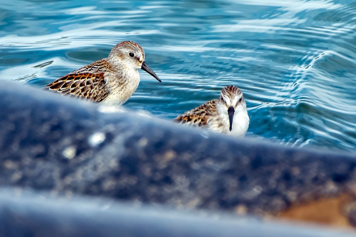 beringsnipe - ML640733107