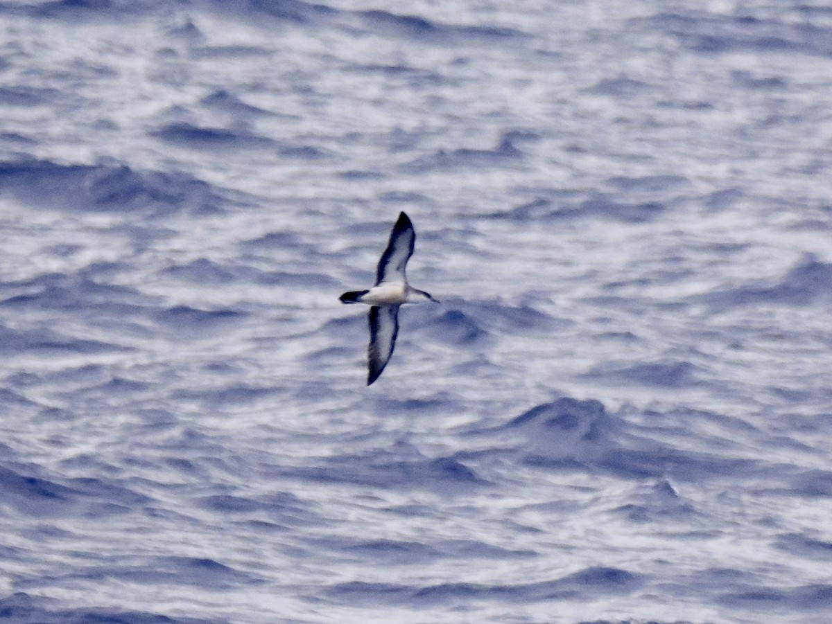 Tropical Shearwater - ML640733124
