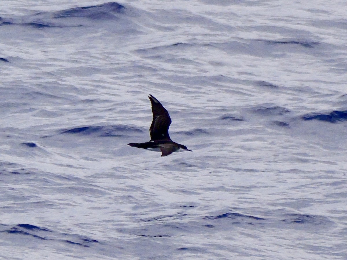 Tropical Shearwater - ML640733125