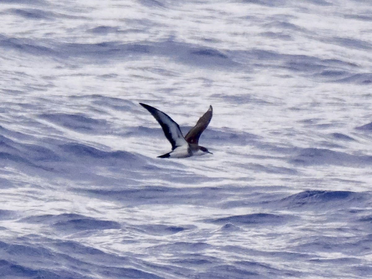 Tropical Shearwater - ML640733126