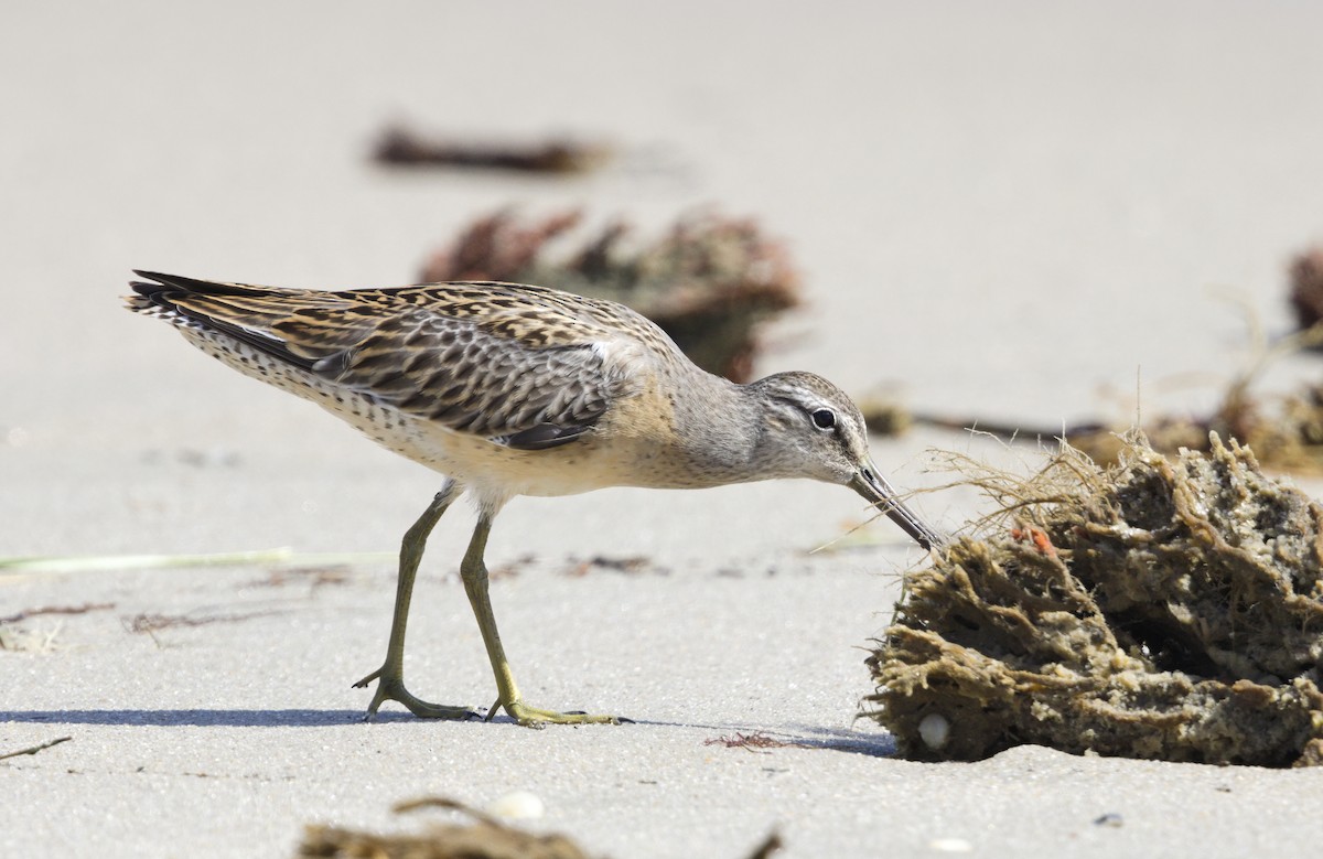 kortnebbekkasinsnipe - ML640733134