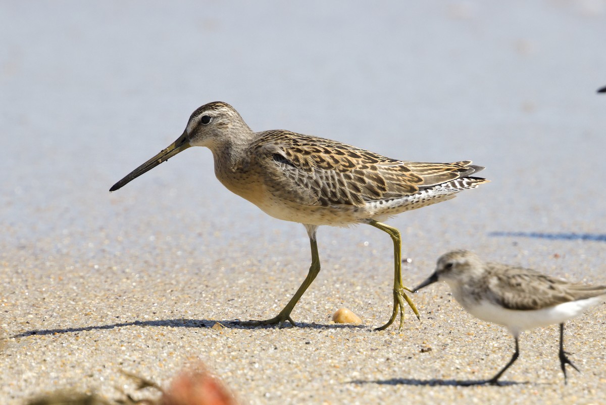 kortnebbekkasinsnipe - ML640733135