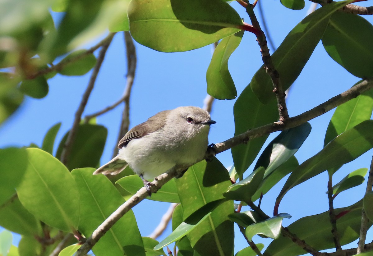 Norfolk Island Gerygone - ML640733159