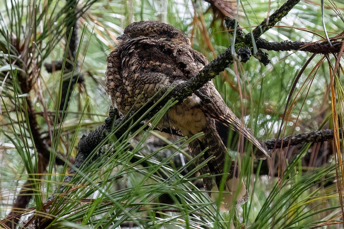 Mexican Whip-poor-will - ML640733162