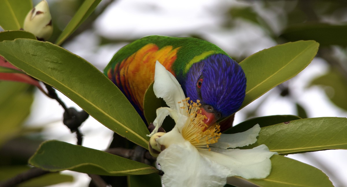 Rainbow Lorikeet - ML640733263