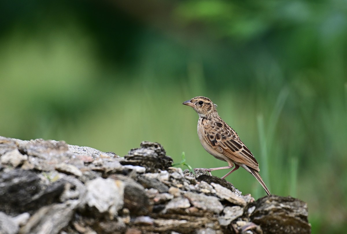 Singing Bushlark - ML640733365