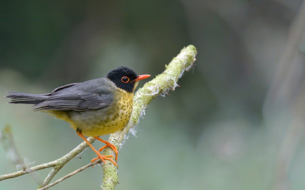 Yellow-throated Nightingale-Thrush - ML640733373