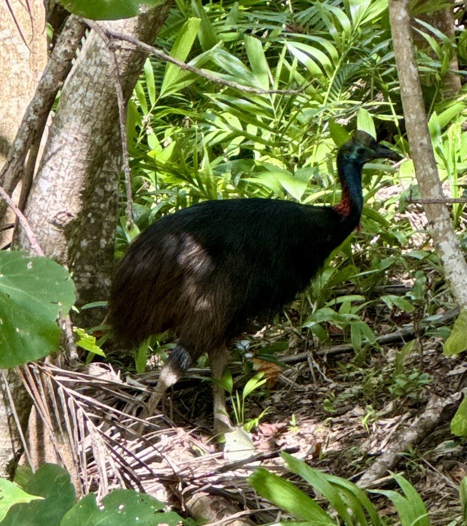 Southern Cassowary - ML640733379