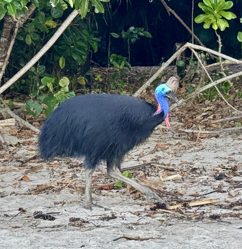 Southern Cassowary - ML640733389
