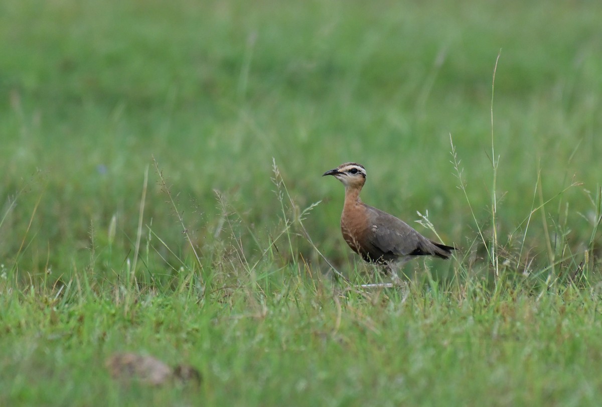 Courvite de Coromandel - ML640733401