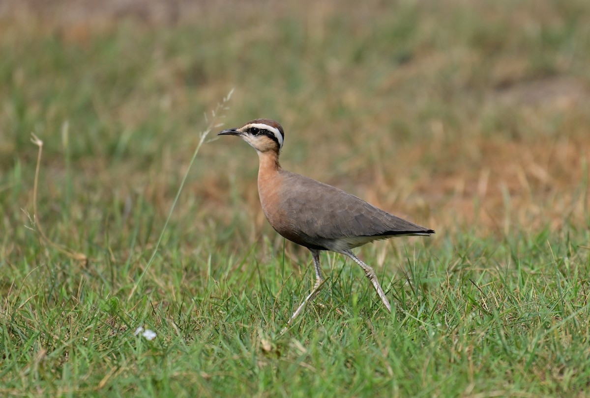 Courvite de Coromandel - ML640733402